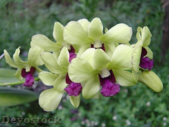 Devostock orchiddsc00778