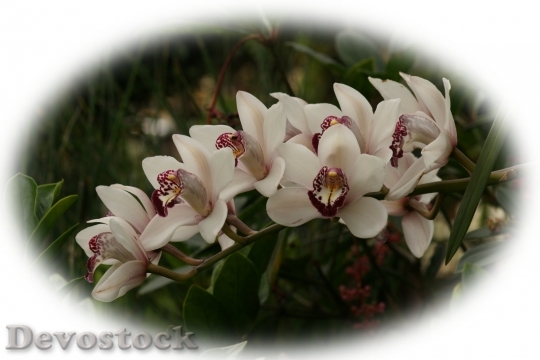 Devostock orchid-dsc06411-g