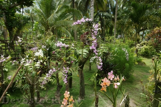 Devostock orchidgarden-dsc00135
