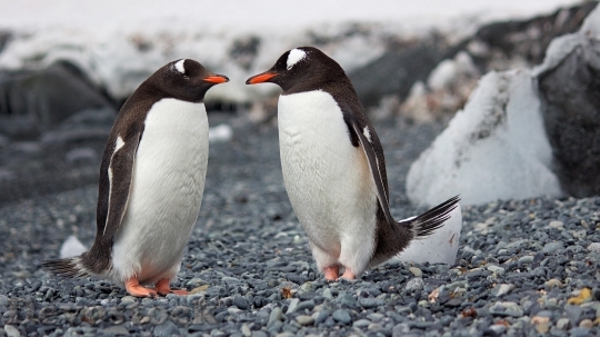 Devostock Penguin cute stock (10)