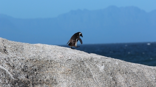 Devostock Penguin cute stock (12)