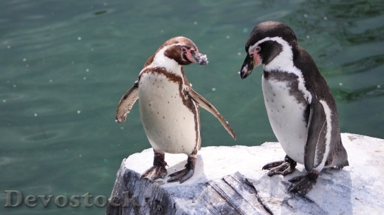 Devostock Penguin cute stock (2)
