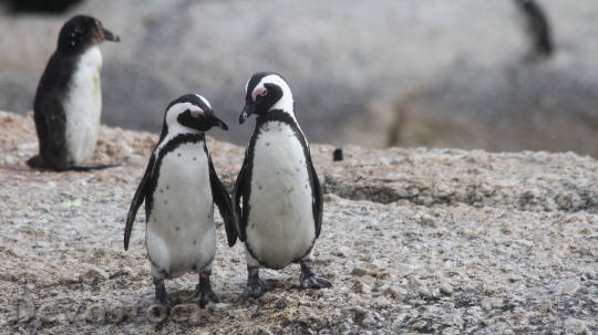 Devostock Penguin cute stock (3)