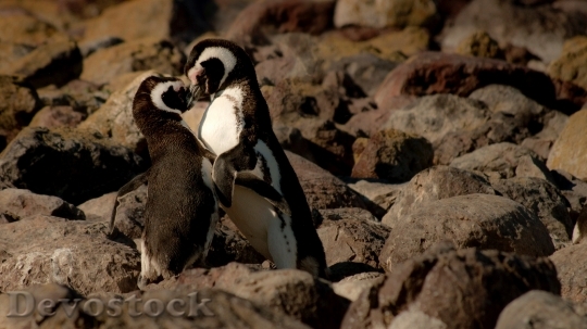 Devostock Penguin cute stock (4)