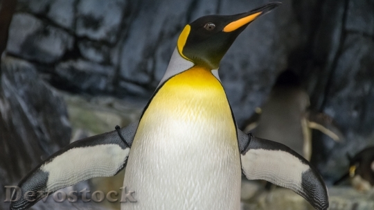 Devostock Penguin cute stock (6)