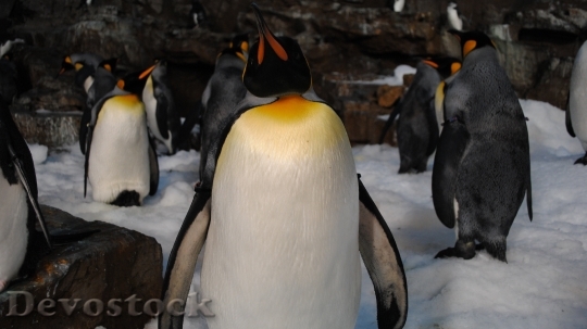 Devostock Penguin cute stock (7)