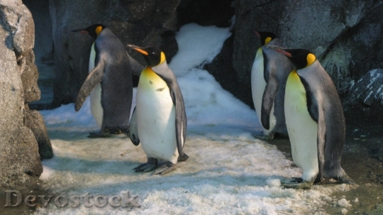 Devostock Penguin cute stock (8)