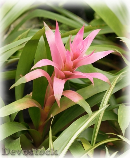 Devostock pink-bromeliad-dsc00648-a1