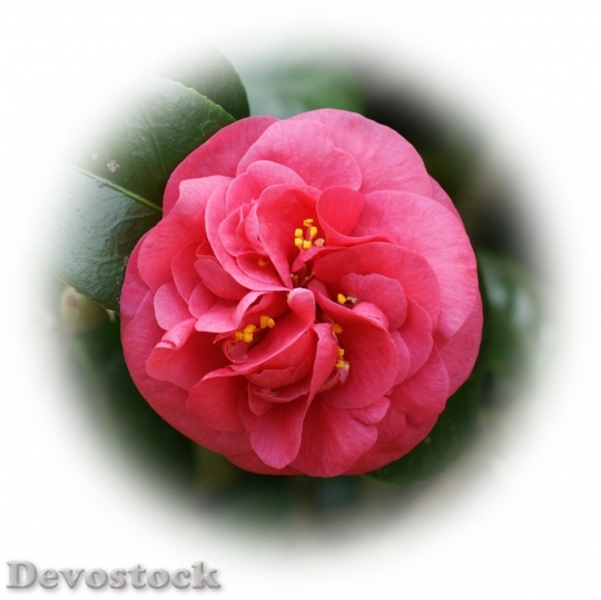 Devostock pink-camelia-dsc06399-g