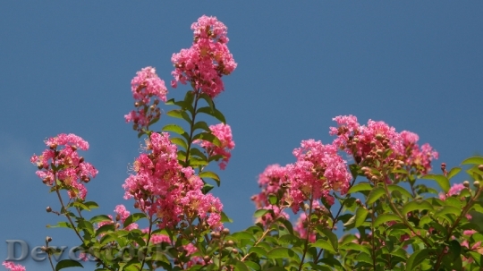 Devostock pink-flowers-dsc04885-1080p