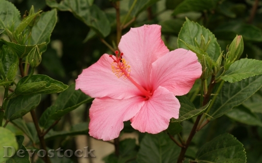 Devostock pink-hibiscus-blossom-dsc00643-a3ws