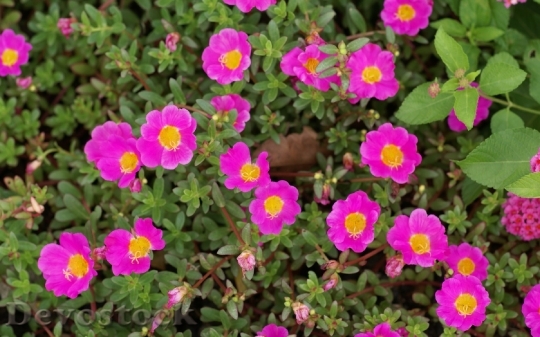 Devostock pinkportulacagrandiflora-dsc03645-a2