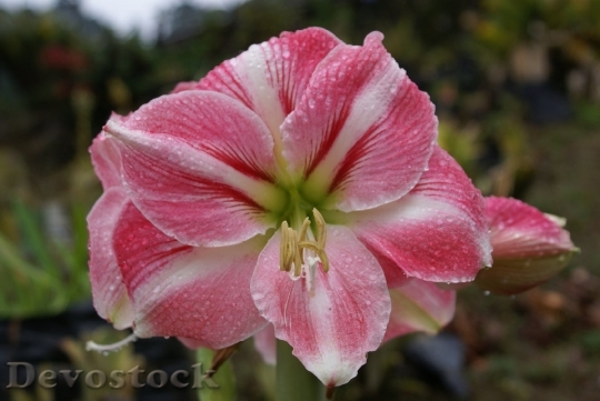 Devostock pinkwhiteamaryllis-photo-dsc01139