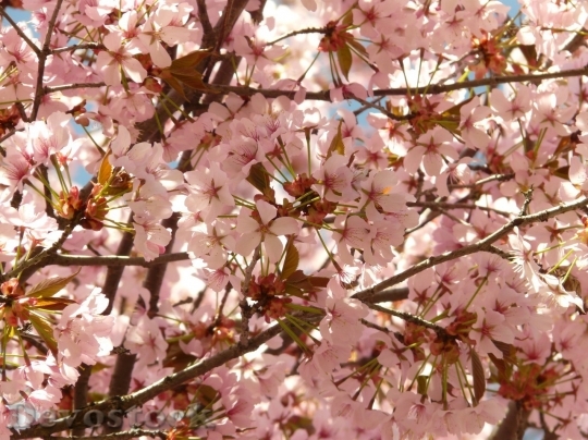 Devostock Plum blossoms unique  (12)
