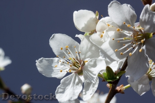 Devostock Plum blossoms unique  (122)