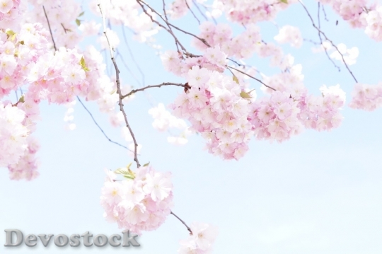 Devostock Plum blossoms unique  (123)
