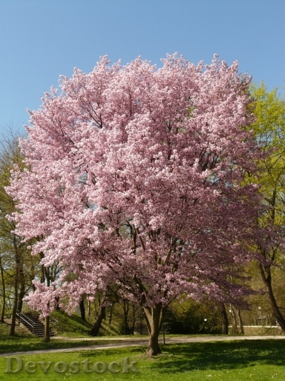 Devostock Plum blossoms unique  (13)