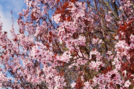 Devostock Plum blossoms unique  (138)