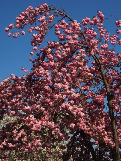 Devostock Plum blossoms unique  (148)