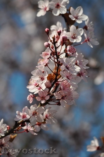 Devostock Plum blossoms unique  (159)