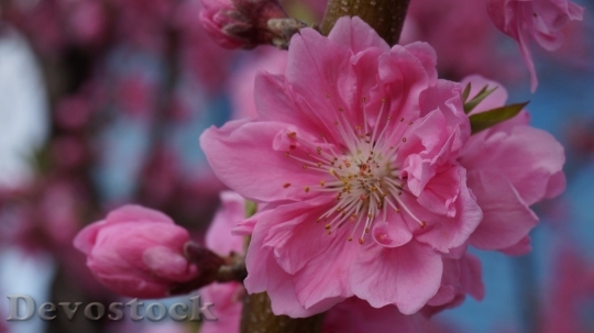 Devostock Plum blossoms unique  (162)