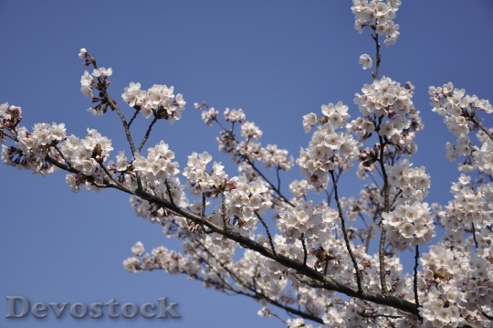 Devostock Plum blossoms unique  (169)