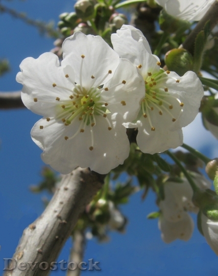 Devostock Plum blossoms unique  (173)