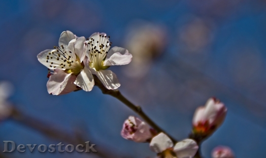 Devostock Plum blossoms unique  (216)