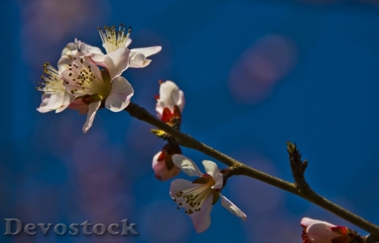 Devostock Plum blossoms unique  (217)
