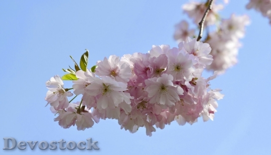 Devostock Plum blossoms unique  (224)