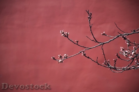 Devostock Plum blossoms unique  (226)