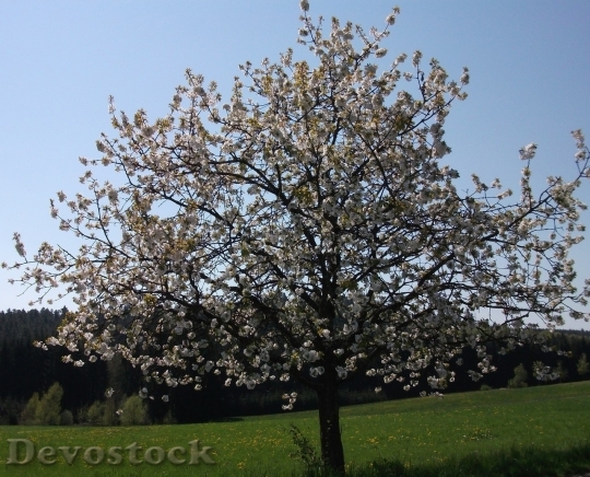 Devostock Plum blossoms unique  (237)