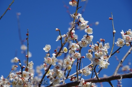 Devostock Plum blossoms unique  (251)