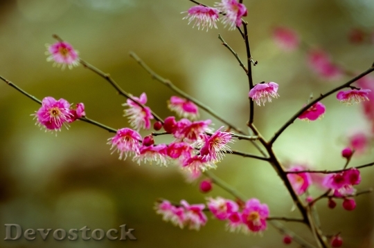Devostock Plum blossoms unique  (253)