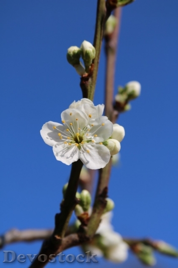 Devostock Plum blossoms unique  (313)