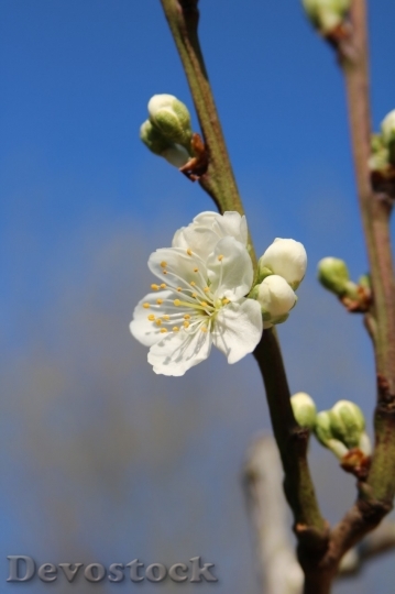 Devostock Plum blossoms unique  (314)
