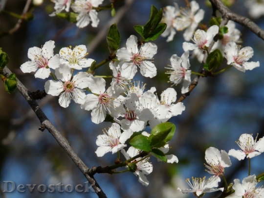 Devostock Plum blossoms unique  (325)