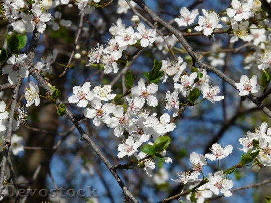 Devostock Plum blossoms unique  (326)