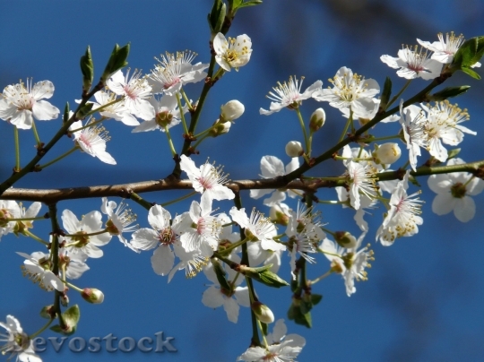 Devostock Plum blossoms unique  (328)