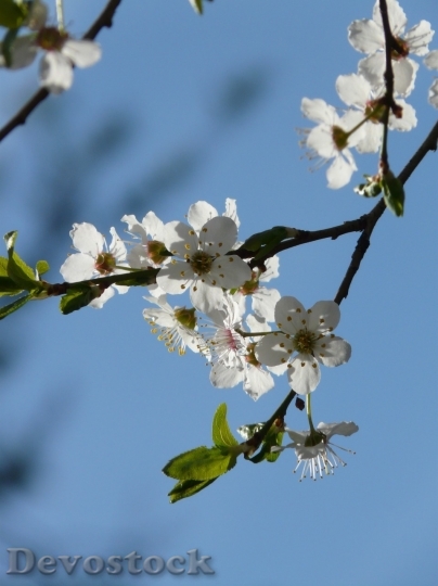 Devostock Plum blossoms unique  (329)