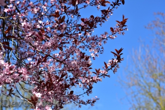 Devostock Plum blossoms unique  (33)