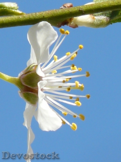 Devostock Plum blossoms unique  (331)
