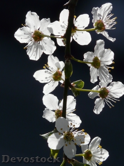 Devostock Plum blossoms unique  (332)
