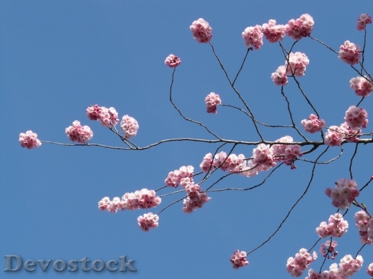Devostock Plum blossoms unique  (333)