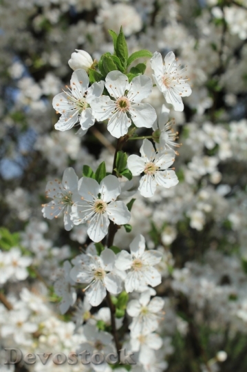Devostock Plum blossoms unique  (335)