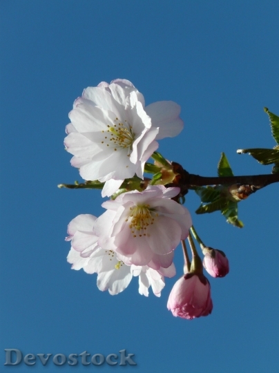 Devostock Plum blossoms unique  (337)