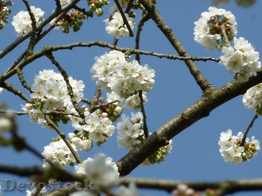 Devostock Plum blossoms unique  (339)