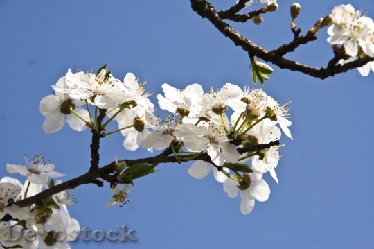 Devostock Plum blossoms unique  (342)