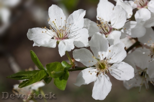 Devostock Plum blossoms unique  (344)