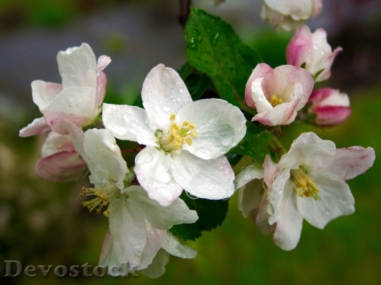 Devostock Plum blossoms unique  (348)